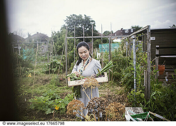 Woman with harvested vegetables in backyard garden
