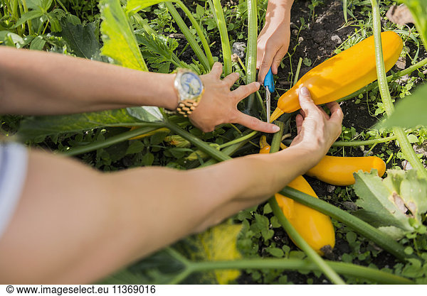 Woman with her son hand harvesting courgette in community garden