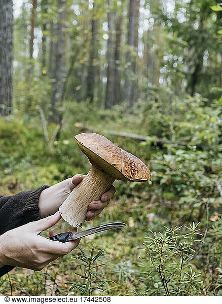 Woman with knife holding king bolete mushroom in forest