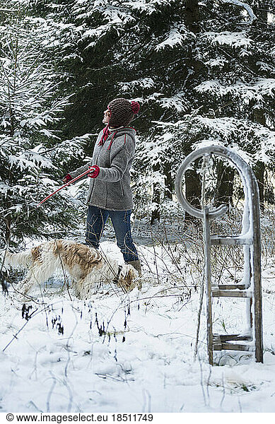 Woman with saw searching for a Christmas tree in snowy forest in winter  Bavaria  Germany