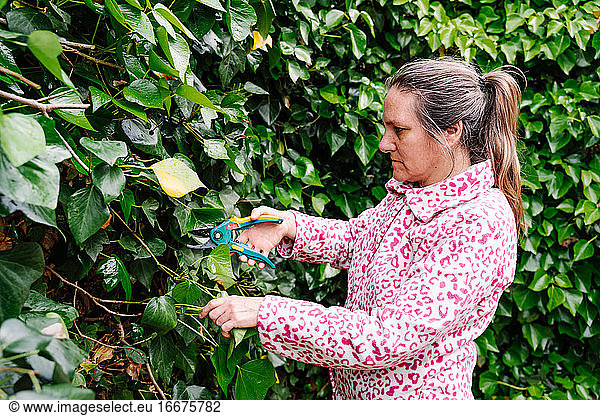 Woman with scissors pruning green ivy in a garden. Horizontal photo
