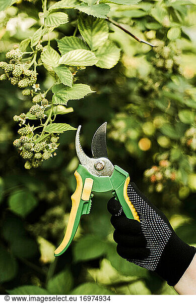 Woman with scissors pruning tree in a garden.