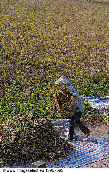 Woman Working in Rice Field  Vietnam