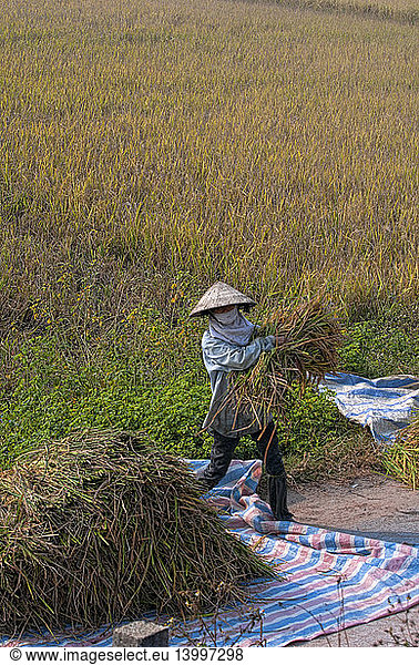 Woman Working in Rice Field  Vietnam
