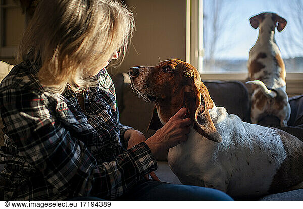 Woman 50-60 years old pets Basset Hound dog on couch at home