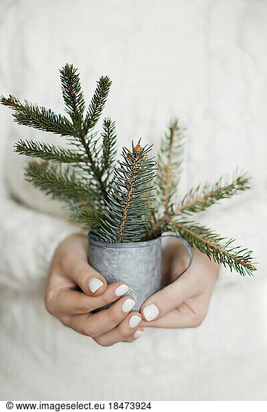 Womans hands holding vintage cup with spruce branches