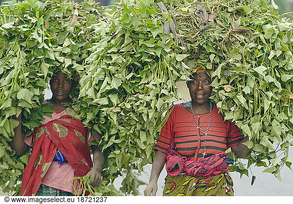 Women carry crops  on road from Gisenyi to Mutobo  Rwanda