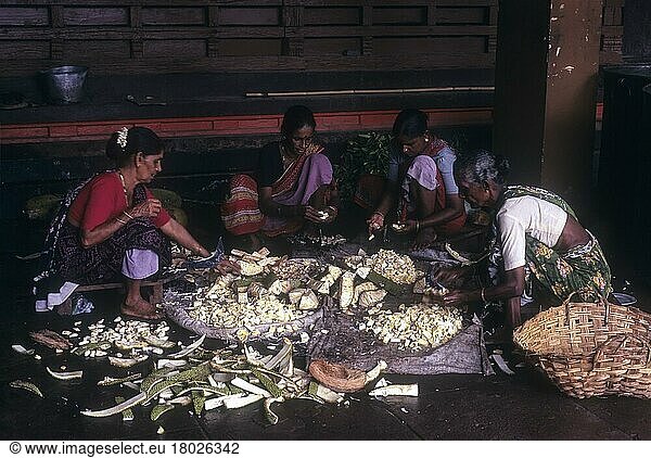 Women cutting raw jackfruit to make side dish of lunch at Madhur Sri Anantheshwara Vinayaka Temple  kerala  India  Asia
