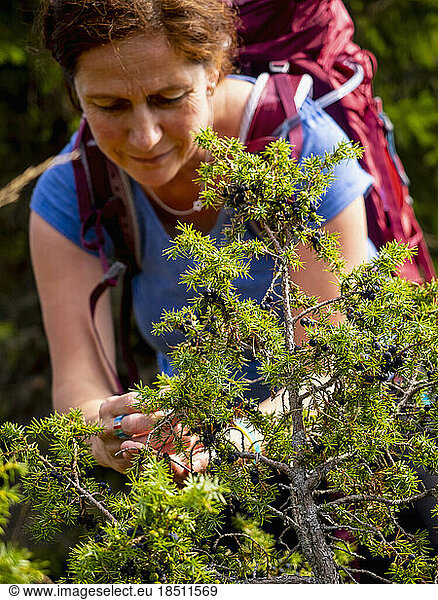 Women hiker collecting juniper berries in meadow at Hilsenfirst  France
