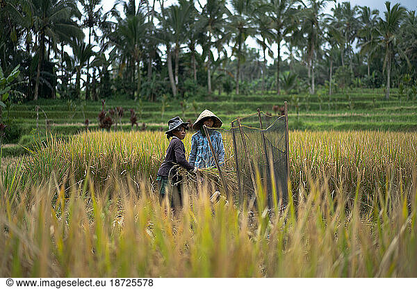 Women manually harvest rice  dry the rice.