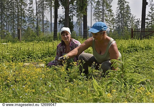 Women working in a nursery coniferus trees for forestation  Chocholowska Valley  near Witow  Podhale Region  Polish Tatra mountains  Malopolska Province (Lesser Poland)  Poland  Central Europe.