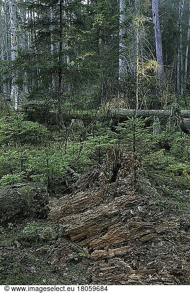 Wood decay  protected forest  Pfrunger-Burgweiler Ried  Germany  Europe
