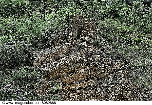 Wood decay  protected forest  Pfrunger-Burgweiler Ried  Germany  Europe