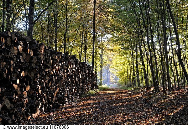 Wood pile in the Forest of Rambouillet  Haute Vallee de Chevreuse Regional Natural Park  Yvelines department  Ile-de-France region  France  Europe.