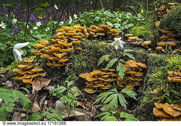 Wood sponge (Kuehneromyces mutabilis)  edible  mushroom  wood anemone  early bloomer  spring  Mecklenburg-Western Pomerania  Germany  Europe