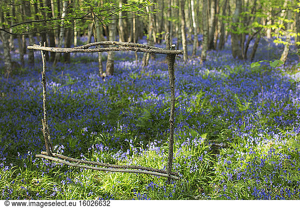 Wood stick frame over idyllic bluebell flowers growing in forest