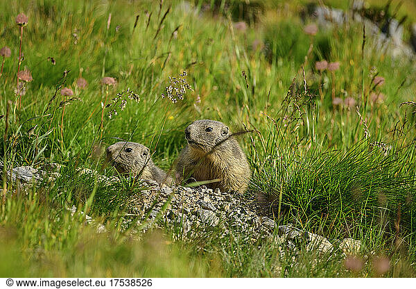 Woodchucks looking away in grassy field