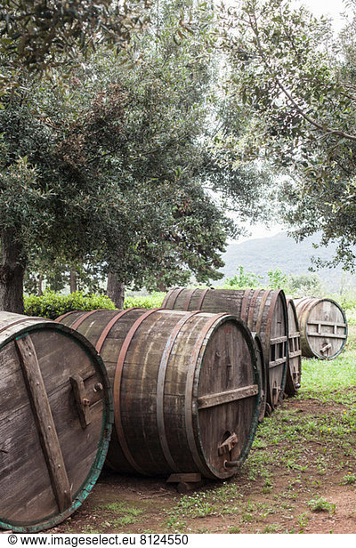 Wooden barrels and olive trees near Marciana  Elba Island  Italy