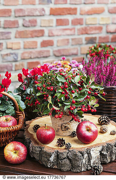 Wooden coaster with apples  pine cones and bearberry cotoneaster (Cotoneaster dammeri) with winter and autumn flowers in background