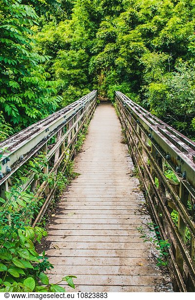 Wooden footbridge in rainforest  Haleakala  Hawaii  USA