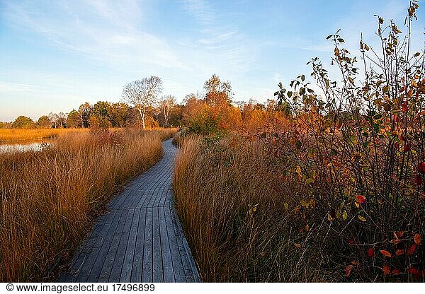 Wooden hiking trail in the moor  circular hiking trail in the Großes Moor nature reserve at the Ewigen Meer  romantic sunrise in autumn  Lower Saxony  Germany  Europe