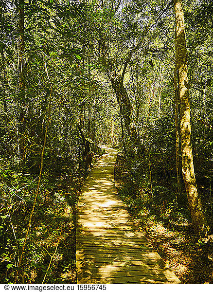 Wooden path between trees  Tsitsikamma National Park  South Africa