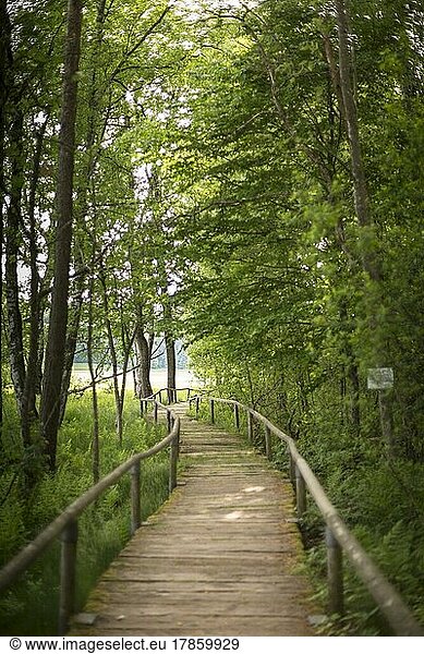 Wooden path through peat pit  moor  Schopfloch  Swabian Alb  Germany  Europe
