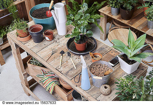Wooden table with potted plants and gardening tools on a terrace