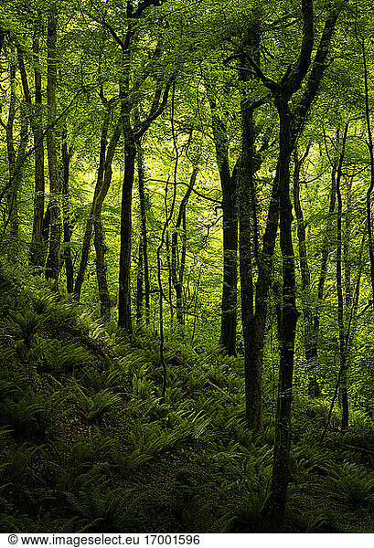 Woodland of Cosheston at Pembrokeshire  Wales  UK