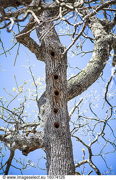 Woodpecker holes in a pubescent oak (Quercus pubescens)  Luberon Massif Regional Nature Park  Alpes-de-Haute-Provence  France