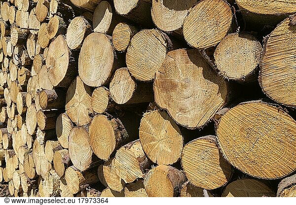 woodpile  tree trunks  Hesse  Germany  Europe