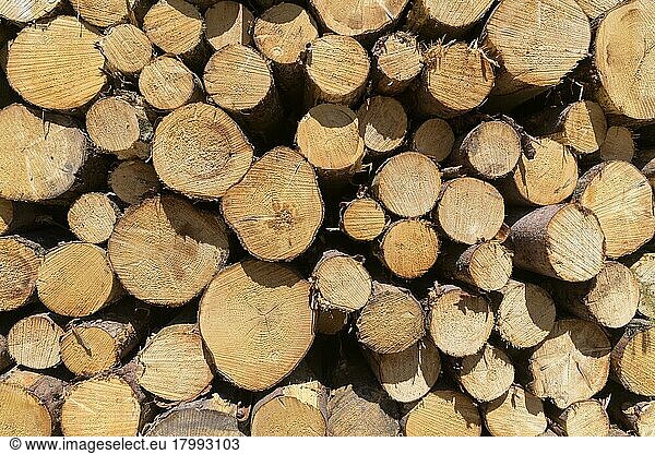 woodpile  tree trunks  Hesse  Germany  Europe