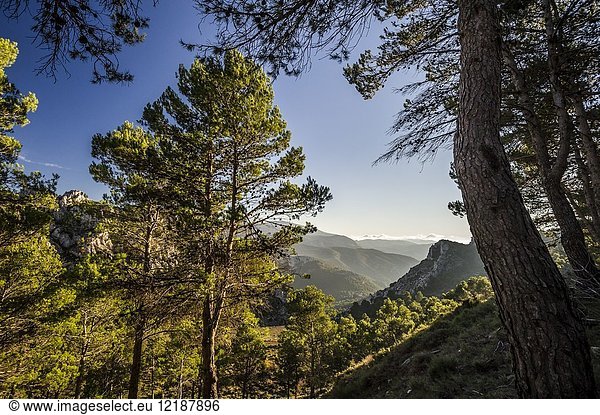Woods in Sierra de Serrella Confrides (province of Alicante region of Comunidad Valenciana). Spain