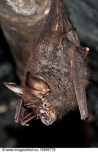 Woolly Horseshoe Bat