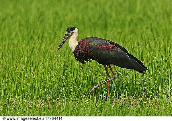 Woolly-necked Stork (Ciconia episcopus) adult  walking in paddyfield  Sri Lanka  Asia