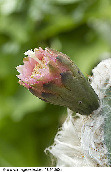Woolly Torch (Pilosocereus leucocephalus) flower