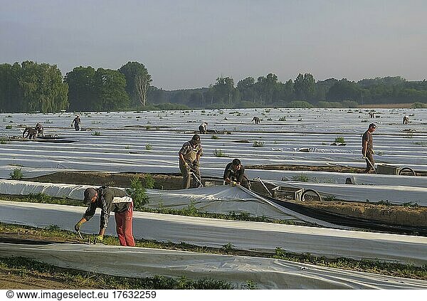 Worker  asparagus field  Beelitz Land  Brandenburg  Germany  Europe