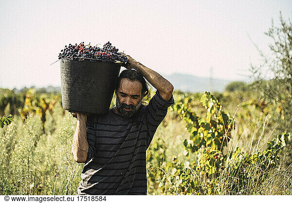 Worker carrying a basket of grapes during the grape harvest.