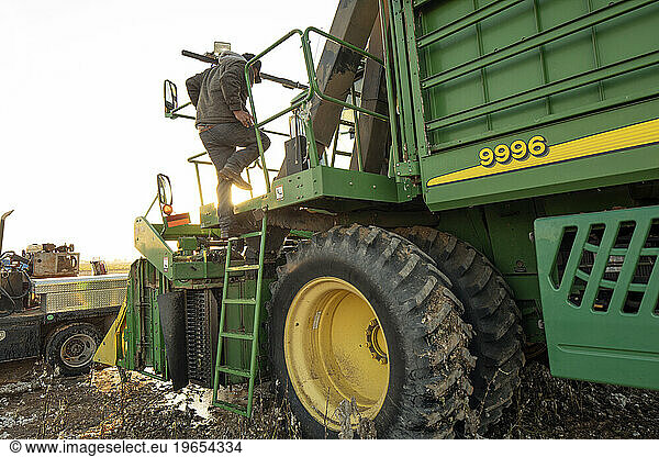 Worker climbs on machine to harvest cotton
