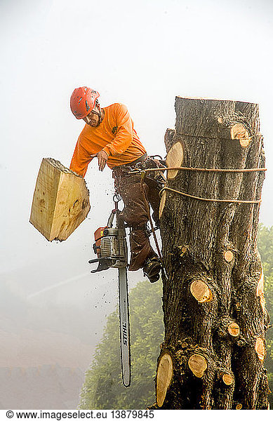 Worker cutting down a tree