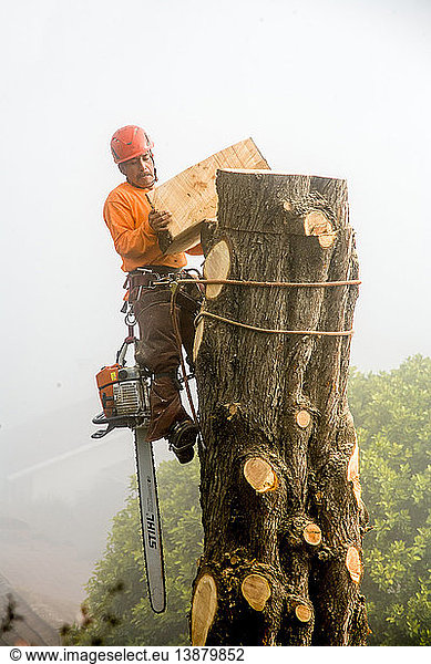 Worker cutting down tree