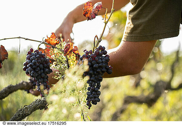 Worker's hands picking black grapes during the grape harvest