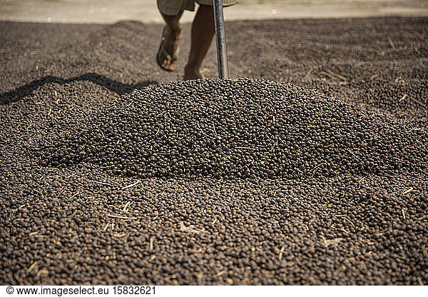 Worker traces coffee during grains drying process in southeast Brazil