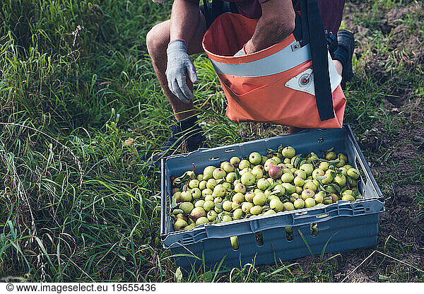 Worker Unloading Harvest Of Wild Pears In Southern Sweden