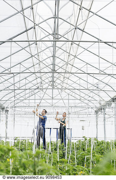 Workers adjusting sprinklers in greenhouse