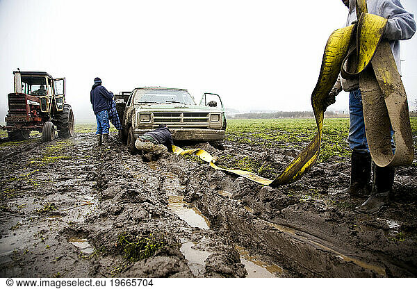 Workers at an organic produce farm struggle to get a stuck pickup truck out of the mud.