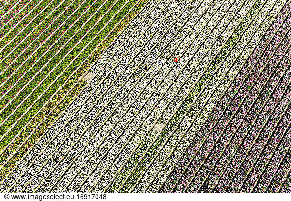 Workers in tulip fields  North Holland  The Netherlands