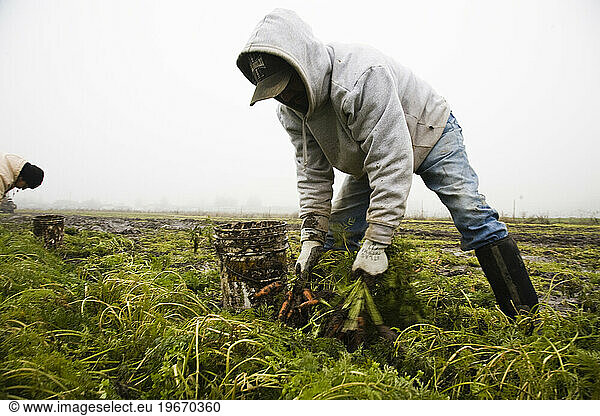 Workers pick carrots in the mud and fog at an organic produce farm field.