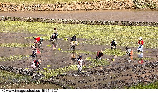 Workers planting rice plants  rice terraces near Ambalavao  Matsiatra region  Central Madagascar  Madagascar  Africa