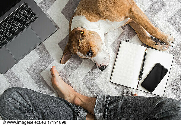 Working from home  domestic life with dogs  top view photo of cr